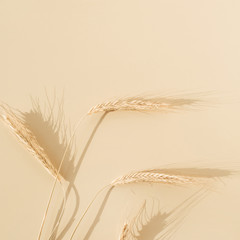 Wall Mural - Ears of rye, wheat on pastel beige background. Flat lay, top view minimal organic healthy raw food concept.
