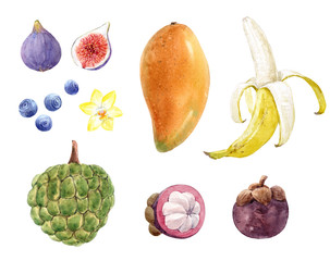 Wall Mural - Watercolor fruit collection mango, banana, fig, mangosteen, blueberry, vanilla flower and sugar apple. Stock illustration.