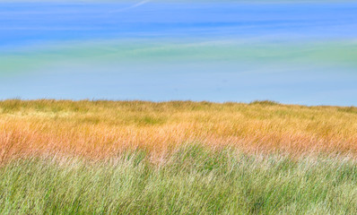 colorful moorland