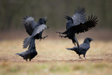 common raven, corvus corax, northern raven