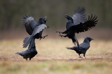 common raven, corvus corax, northern raven