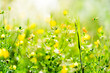 Wiese im Frühling mit blühenden Gräser, Nahaufnahme mit Textfreiraum, Jahreszeit