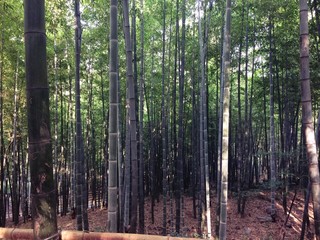 trees in the forest