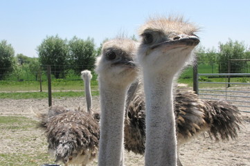 two funny ostrich birds closeup at an ostrich farm