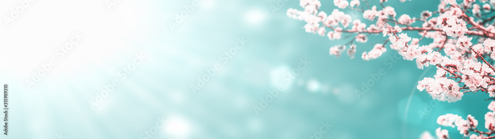 Panoramic shot of flowering apricot branches on a sunny sky background with copy space: spring time concept - obrazy, fototapety, plakaty 