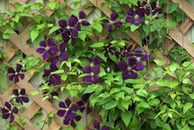 Garden And Landscape:Purple Clematis On A Trellis.