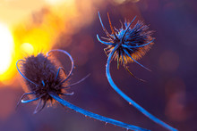 Dry Flowers Of A Burdock On A Sunset Background. Background