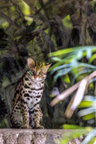 ocelot siting on a stone on the background of the jungle and looking at the camera. Animals of South America, blur and grain effect. photo taken through glass.