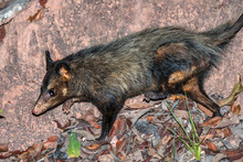Opossum Photographed In Linhares, Espirito Santo. Southeast Of Brazil. Atlantic Forest Biome. Picture Made In 2015.