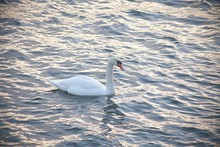 Profile Of White Swan On Blue Misty Lake. Cold Winter Water