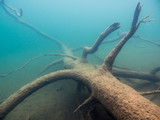 Fallen tree with branches underwater