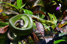 Green Snake On The Branch In Aquarium In Berlin (Germany)