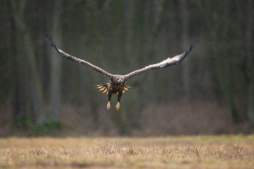 Wall Mural - white tailed eagle, haliaeetus albicilla, Europe nature