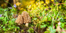 Morel Mushrooms On Forest Floor
