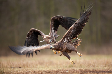 Wall Mural - white tailed eagle, haliaeetus albicilla, Europe nature