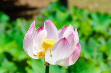 Close-up View Of Pink Lotus Bloom Partly Faded