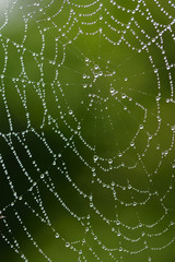 Wall Mural - Close-up and background of a round spider web with many drops of water that glisten in the sun and in nature against a green background, in portrait format
