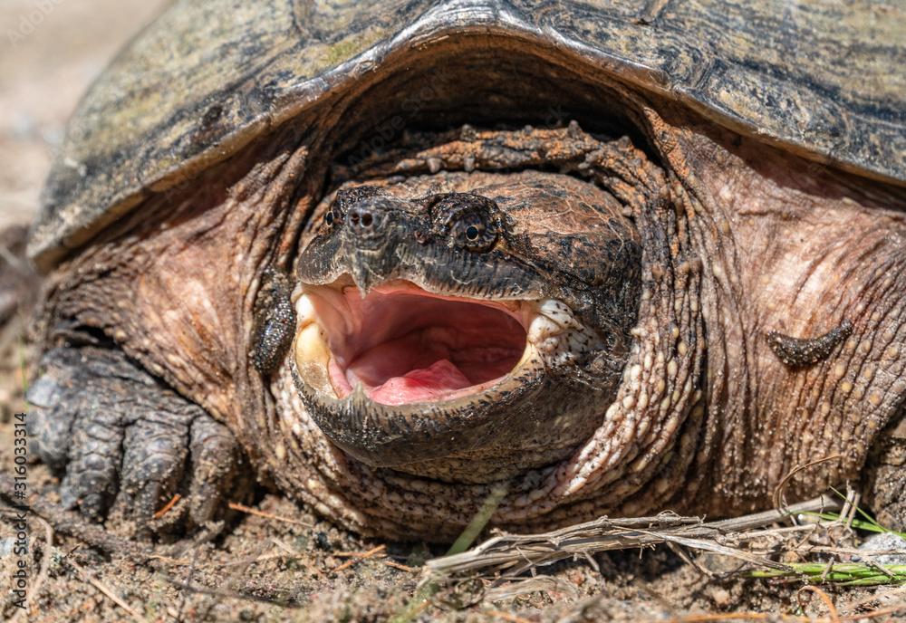 Snapping turtle Stock Photo | Adobe Stock
