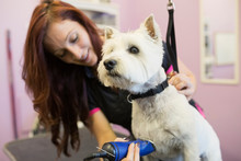 Dog Groomer Shaving West Highland Terrier