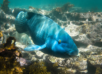 Blue Groper, Sydney Australia