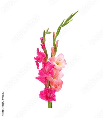 Fotomural Gladiolus isolated on white background