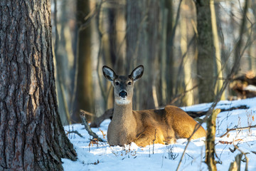 Wall Mural - deer. the white-tailed deer also known as the whitetail or virginia deer in winter on snow. white ta