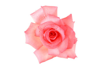 Sticker - Delicate pink rose with isolated white background 