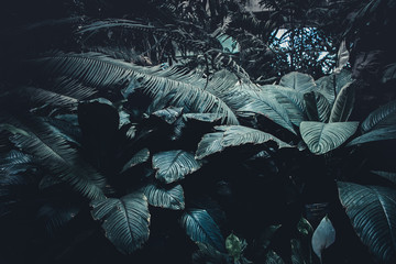 Poster - Leaves foliage, Abstract green texture, Nature background, Tropical leaf