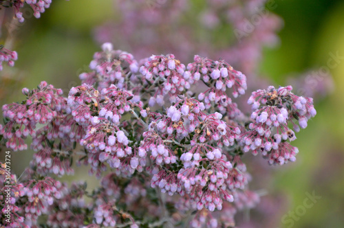 ピンクの壺型の小さな花がビッシリと咲いているジャノメエリカ Buy This Stock Photo And Explore Similar Images At Adobe Stock Adobe Stock ピンクの壺型の小さな花がビッシリと咲いているジャノメエリカ Buy This Stock Photo And Explore Similar Images At Adobe Stock Adobe Stock