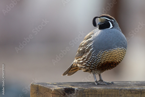Fotomural California quail posing on railing