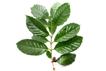 Coffee leaves on branch on white background.