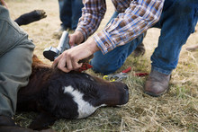Cattle Rancher Tagging Cow