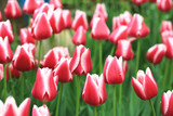 Fototapeta Tulipany - Tulip flowers,beautiful red with white flowers blooming in the garden in spring 