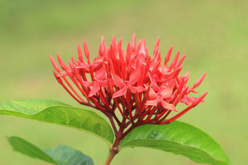 Chinese Ixora(Jungle Flame,Jungle Geranium,Flame of the Woods,Dwarf Ixora) flower,close-up of red flower blooming in the garden