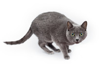 Isolated Studio Shot Of A Grey Cat Crouched Down. Russian Blue Cat On White Background