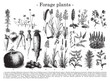 Forage plants collection / vintage illustration from Brockhaus Konversations-Lexikon 1908