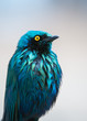 A Portrait of a blue Bird