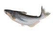Raw pangasius fish isolated on white