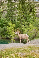 bighorn sheep in the rocky mountains