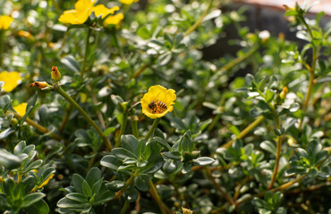 yellow flowers in the garden