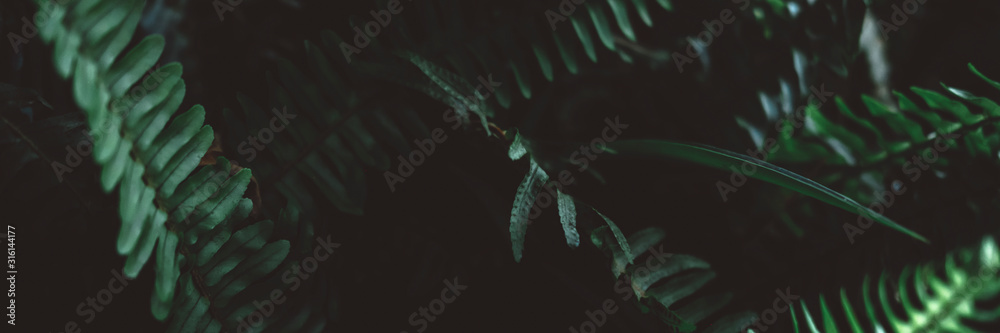 Plant branches with green leaves close up view. Natural environment, ecology, lush forest trees foliage. Beautiful botanical background with copyspace. Illuminated greenery at nighttime - obrazy, fototapety, plakaty 