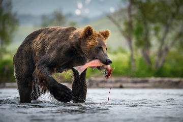 the kamchatka brown bear, ursus arctos beringianus catches salmons at kuril lake in kamchatka, in th