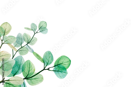 Watercolor eucalyptus leaf  frame. Floristic design elements for floristics. ...