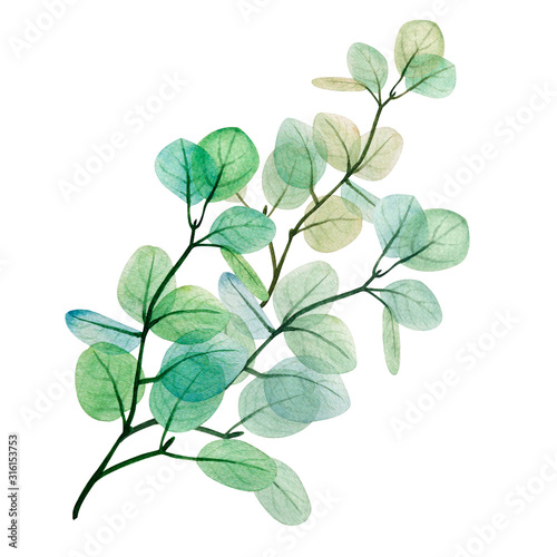 Watercolor eucalyptus leaf branch. Floristic design elements for floristics. ...
