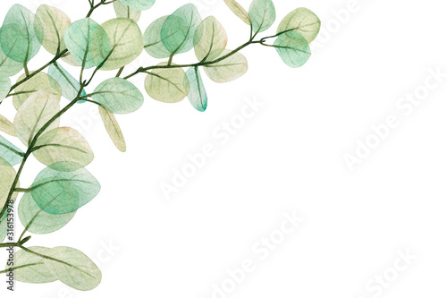 Watercolor eucalyptus leaf  frame. Floristic design elements for floristics. ...