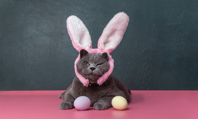 british cat with bunny bite from easter eggs