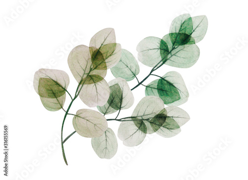 Watercolor eucalyptus leaf branch. Floristic design elements for floristics. ...