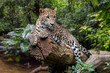 Sri Lankan leopard in rain forest, native to Sri Lanka