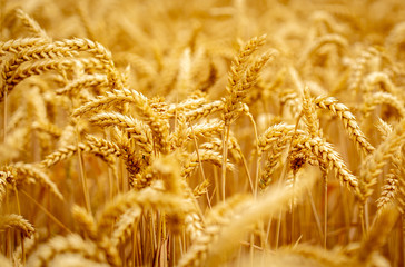 Golden wheat field, rural scenery under shining sunlight, background of ripening wheat meadow