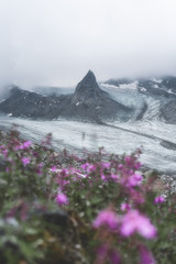 Wall Mural - flowers in the mountains